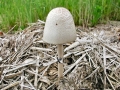 Panaeolus_semiovatus.jpg