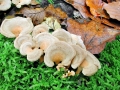 Panellus_stypticus.jpg