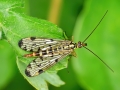Panorpa germanica