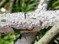 Peniophora_polygonia.jpg