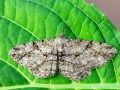 Peribatodes_rhomboidaria_Weibchen.jpg