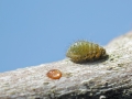 Periphyllus_acericola_Nymphe.jpg