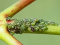 Periphyllus testudinaceus