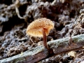 Phaeomarasmius_erinaceus.jpg
