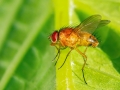 Phaonia_pallida_Maennchen.jpg