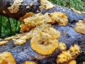 Phlebia_radiata.jpg