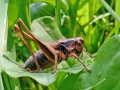 Pholidoptera_griseoaptera_Maennchen.jpg