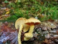 Pholiota flammans
