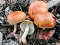 Pholiota_spumosa.jpg