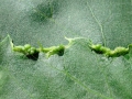 Phytoptus tetratrichus