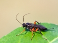 Pimpla spp.