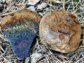 Pisolithus arhizus