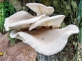 Pleurotus_dryinus.jpg