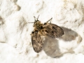 Pneumia trivialis