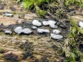 Propolis_farinosa.jpg