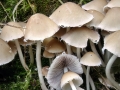 Psathyrella candolleana