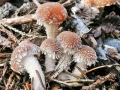 Psathyrella_sacchariolens.jpg