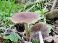 Psathyrella_spadiceogrisea.jpg
