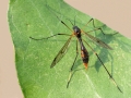 Ptychoptera_albimana_Weibchen.jpg