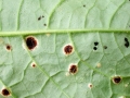 Puccinia_cnici_oleracei.jpg