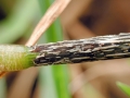 Puccinia_graminis_subsp_graminicola.jpg
