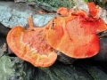 Pycnoporus_cinnabarinus.jpg