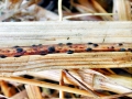 Pyrenopeziza_petiolaris.jpg