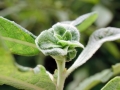 Rabdophaga_rosariella.jpg