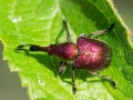 Rhynchites_auratus_Weibchen.jpg
