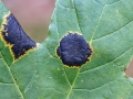 Rhytisma_acerinum.jpg