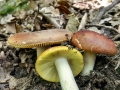 Russula_aurea.jpg