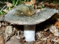 Russula_cyanoxantha.jpg