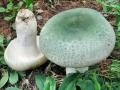 Russula virescens