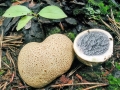 Scleroderma_citrinum.jpg