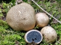 Scleroderma verrucosum