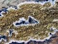 Serpula_himantioides.jpg
