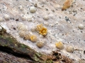 Sphaerobolus_stellatus.jpg