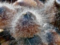 Spinellus_fusiger.jpg