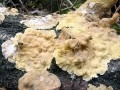 Stereum hirsutum