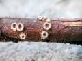 Stictis_stellata.jpg