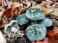 Stropharia_aeruginosa.jpg