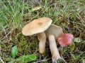 Suillus bovinus