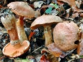 Suillus_tridentinus.jpg