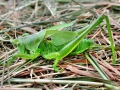 Tettigonia_cantans_Nymphe.jpg