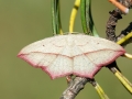 Timandra comae