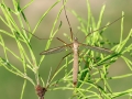 Tipula paludosa