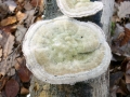Trametes hirsuta