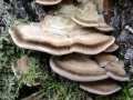 Trametes_ochracea.jpg