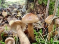 Tricholoma_fulvum.jpg