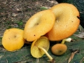Tricholomopsis_decora.jpg